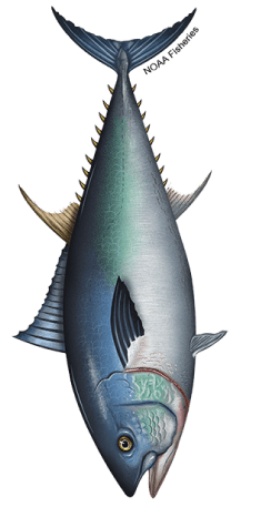 Color Illustration of a Bluefin Tuna
