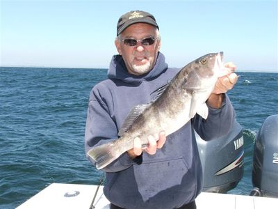 big rock cod